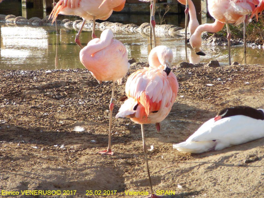 55 - Fenicotteri a riposo - Resting Flamingos